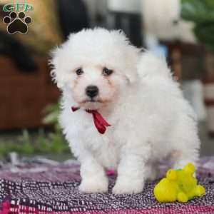 Rambo, Bichon Frise Puppy
